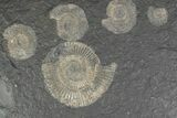 Fossil Ammonite (Dactylioceras) Cluster - Posidonia Shale, Germany #383760-1